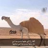 fesail261