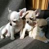 chihuahuapuppies34