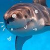 i_luv_sharks8