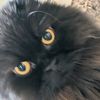 totnotbailee.4