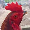 zalo.0974161178