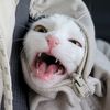 KhunoTheCat
