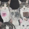 feline_five