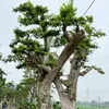 Cây Cảnh Miền Trung 🌳