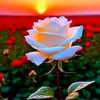 user60632614041281