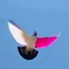 chhaider385