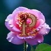 opinder.pandit