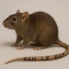 bah.le.rat