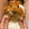 guinea.pigs149