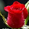 umar.saleem715