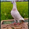 andri_irawan046
