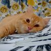 meong.gukguk4
