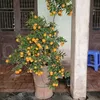 vngnguyn7938
