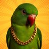Ringneck Richie