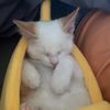 widowzpawz