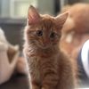 nord.adoptme