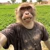 monkey sahab