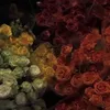 kurd2stan2
