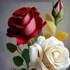 rosa.garden.rosa
