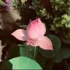 .t.ngan4