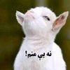 zul.qarnain928
