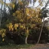 cng.truong68