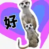 meerkat_house