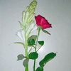 mayabi_mon_121