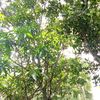 aponthekana556