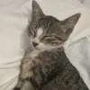 albert.selmani13