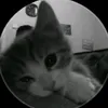 punn26_th5