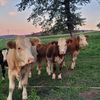 Walter’s Cozy Farm