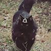 bluudud_forsaken28