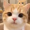 jennifersusan70