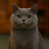 britishpurr