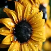 la.mulatica033