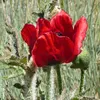 mehrnoush.eshaghi