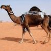 lopen.strong