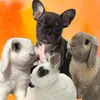 Frenchibuns