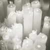 pipidastr4763