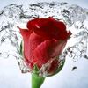 sapna.awan93