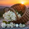 shayan.khan7711