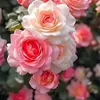 roseli.pereira.da67
