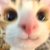 miaw30778