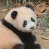 pandalucu_089