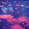 dang_duong22