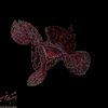 mrcocofamily1