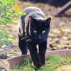 bertothecat