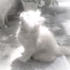 chat.spilkyvannya