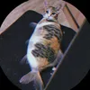 cat2210120